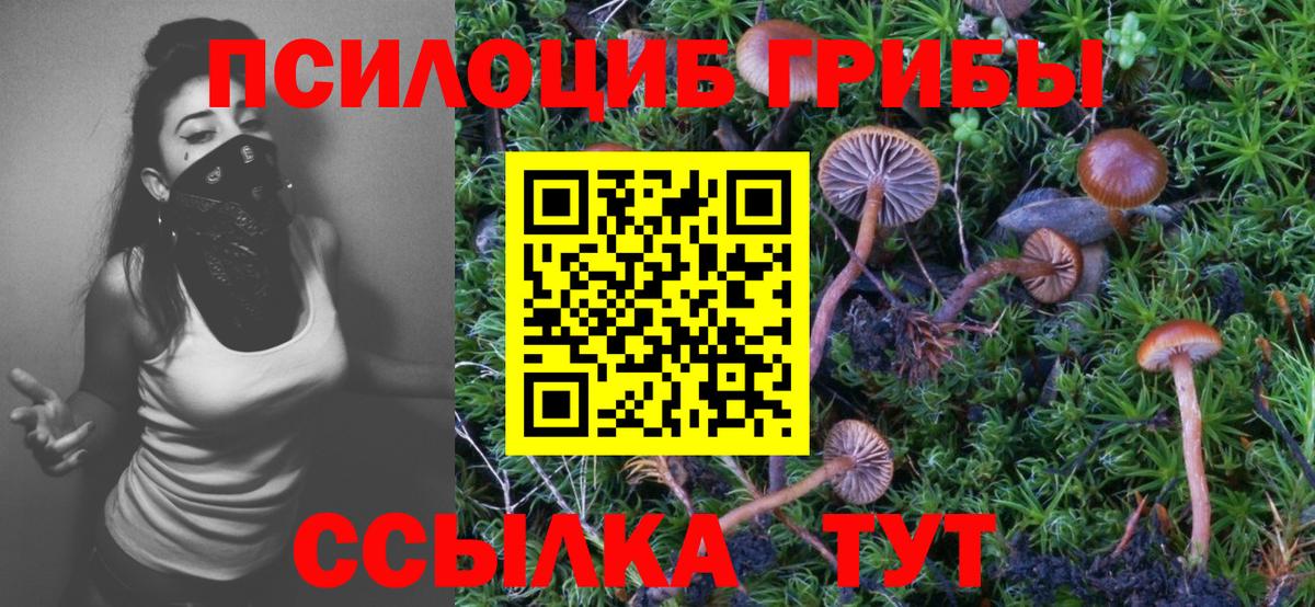 Галлюциногенные грибы Psilocybine cubensis Новокуйбышевск